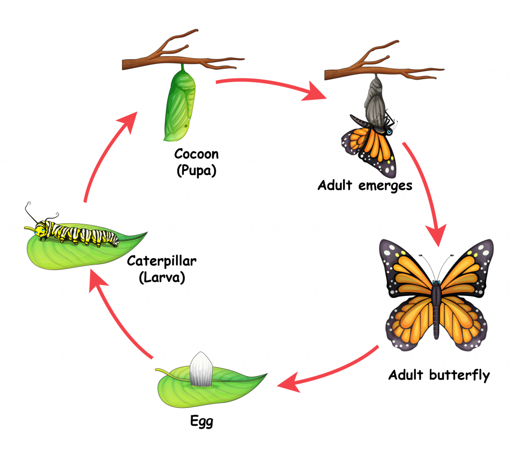 Baby Caterpillar - A Children's Story by Corona Cermak, Tanzania