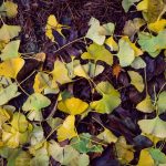 Single Gingko Leaf